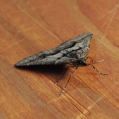 Dichromodes atrosignata at Greenway, ACT - 22 Oct 2017 12:25 AM