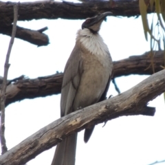 Philemon corniculatus (Noisy Friarbird) at Tuggeranong Hill - 24 Oct 2017 by michaelb