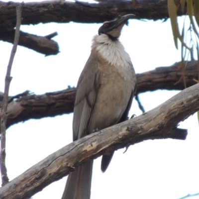 Philemon corniculatus (Noisy Friarbird) at Tuggeranong Hill - 24 Oct 2017 by MichaelBedingfield