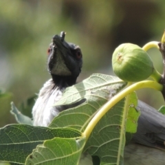 Philemon corniculatus (Noisy Friarbird) at Pollinator-friendly garden Conder - 1 Mar 2015 by michaelb