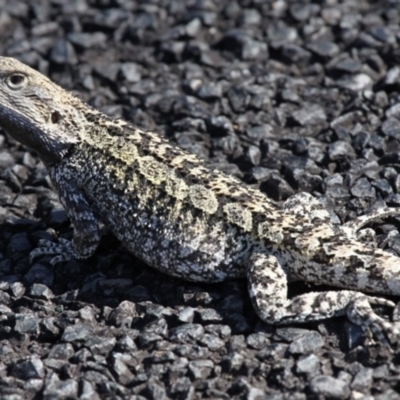 Amphibolurus muricatus (Jacky Lizard) at Namadgi National Park - 29 Oct 2017 by HarveyPerkins