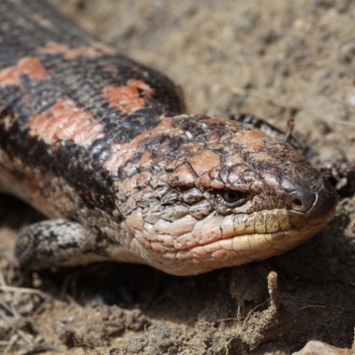 Tiliqua nigrolutea (Blotched Blue-tongue) at Namadgi National Park - 29 Oct 2017 by HarveyPerkins