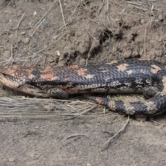 Tiliqua nigrolutea at Mount Clear, ACT - 29 Oct 2017 02:30 PM