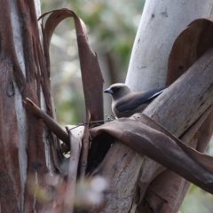 Artamus cyanopterus (Dusky Woodswallow) at Booth, ACT - 29 Oct 2017 by HarveyPerkins