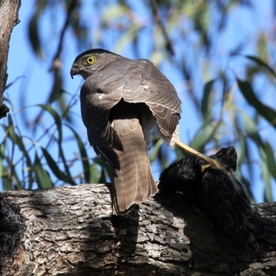 Accipiter cirrocephalus (Collared Sparrowhawk) at Booth, ACT - 29 Oct 2017 by HarveyPerkins