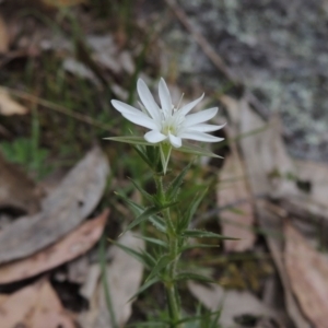 Stellaria pungens at Conder, ACT - 24 Oct 2017