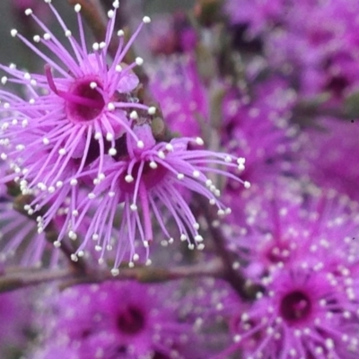 Kunzea parvifolia (Violet Kunzea) at Burra, NSW - 6 Nov 2017 by Safarigirl