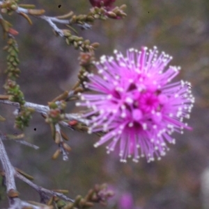 Kunzea parvifolia at Burra, NSW - 6 Nov 2017