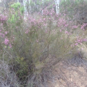 Kunzea parvifolia at Burra, NSW - 6 Nov 2017