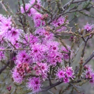 Kunzea parvifolia at Burra, NSW - 6 Nov 2017