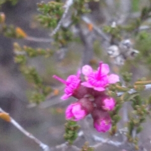 Kunzea parvifolia at Burra, NSW - 6 Nov 2017