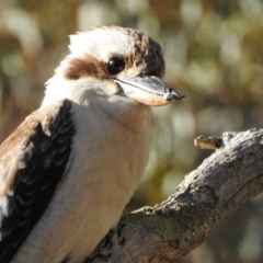 Dacelo novaeguineae (Laughing Kookaburra) at Watson, ACT - 2 Nov 2017 by Qwerty