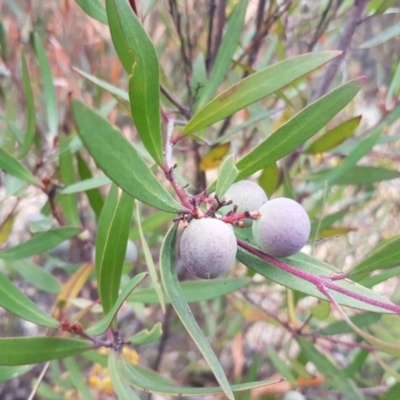 Persoonia silvatica (Forest Geebung) at Michelago, NSW - 2 Nov 2017 by Lesleyishiyama