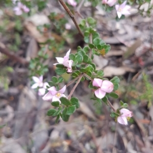 Boronia algida at Michelago, NSW - suppressed