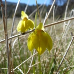 Diuris subalpina (Small Snake Orchid) at Cotter River, ACT - 1 Nov 2011 by gregbaines