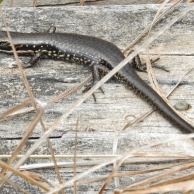 Eulamprus tympanum (Southern Water Skink) at Namadgi National Park - 2 Nov 2017 by JohnBundock