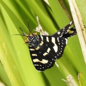 Phalaenoides tristifica at Paddys River, ACT - 5 Nov 2017 11:16 AM