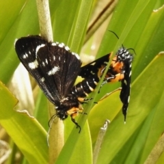 Phalaenoides tristifica at Paddys River, ACT - 5 Nov 2017