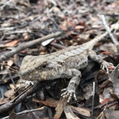 Amphibolurus muricatus (Jacky Lizard) at Gungahlin, ACT - 6 Nov 2017 by JasonC