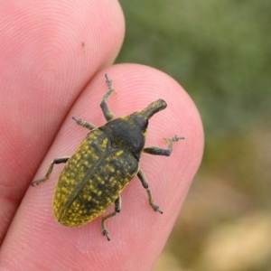 Larinus latus at Googong, NSW - 4 Nov 2017