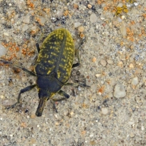 Larinus latus at Googong, NSW - 4 Nov 2017