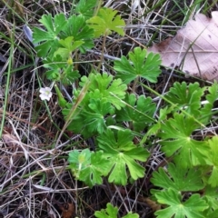 Geranium solanderi (Native Geranium) at Hughes Garran Woodland - 30 Oct 2017 by ruthkerruish