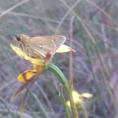 Trapezites luteus (Yellow Ochre, Rare White-spot Skipper) at Aranda Bushland - 3 Nov 2017 by PeterR