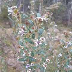 Olearia montana at Tinderry, NSW - 2 Nov 2017 by Lesleyishiyama