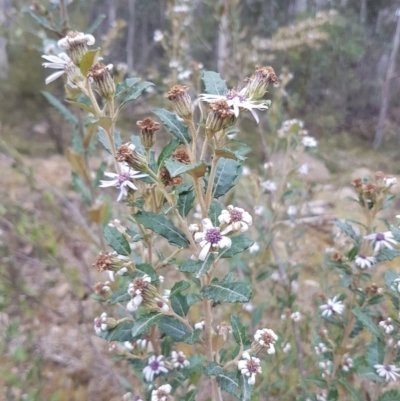 Olearia montana at Tinderry Mountains - 2 Nov 2017 by Lesleyishiyama