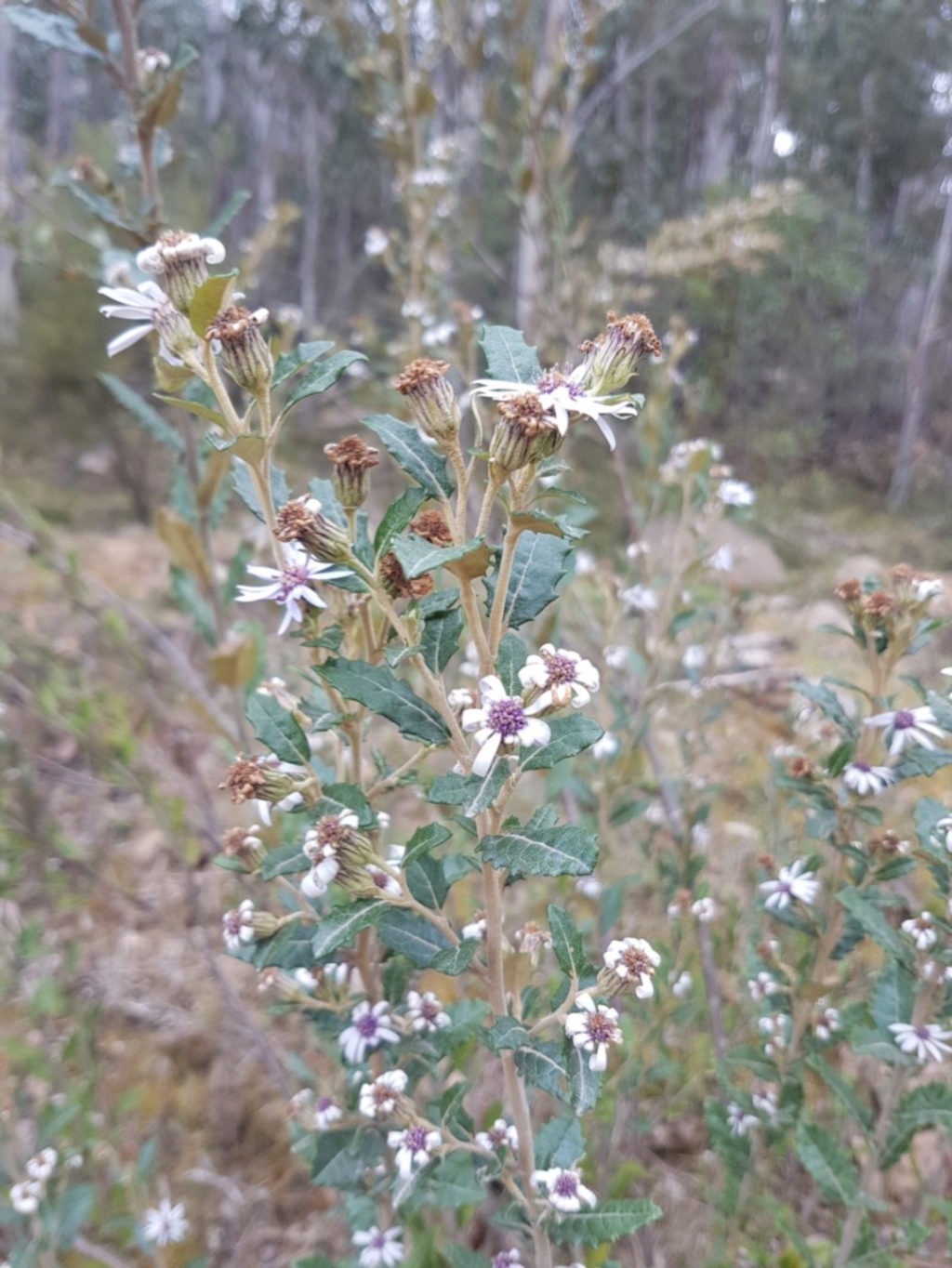 Olearia montana at Tinderry, NSW - 3 Nov 2017