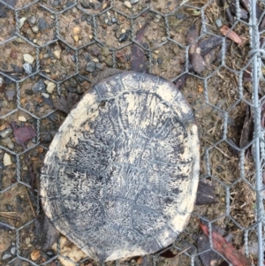 Chelodina longicollis at Gungahlin, ACT - 6 Nov 2017