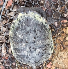 Chelodina longicollis (Eastern Long-necked Turtle) at Mulligans Flat - 6 Nov 2017 by CedricBear