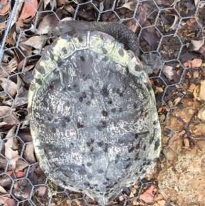 Chelodina longicollis at Gungahlin, ACT - 6 Nov 2017 04:32 PM