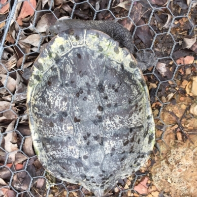 Chelodina longicollis (Eastern Long-necked Turtle) at Mulligans Flat - 6 Nov 2017 by CedricBear