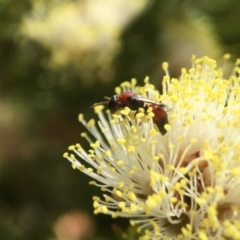 Hylaeus (Rhodohylaeus) proximus (Hylaeine colletid bee) at ANBG - 29 Oct 2017 by PeterA