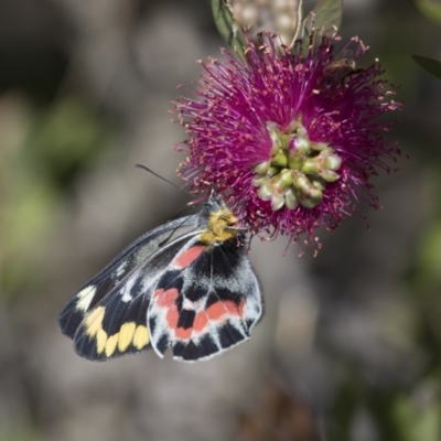 Delias harpalyce (Imperial Jezebel) at Michelago, NSW - 5 Nov 2017 by Illilanga