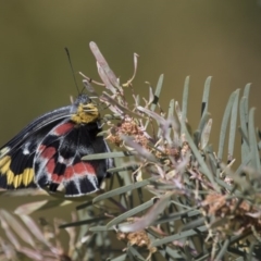 Delias harpalyce at Michelago, NSW - 5 Nov 2017 08:19 AM