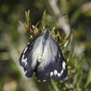 Delias harpalyce at Michelago, NSW - 5 Nov 2017