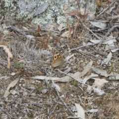 Junonia villida (Meadow Argus) at Michelago, NSW - 2 Nov 2017 by Illilanga