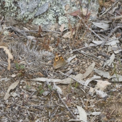 Junonia villida (Meadow Argus) at Michelago, NSW - 2 Nov 2017 by Illilanga