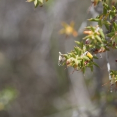 Plutella xylostella at Michelago, NSW - 3 Nov 2017 10:25 AM