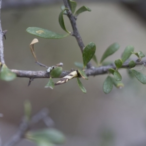 Olbonoma triptycha at Michelago, NSW - 3 Nov 2017