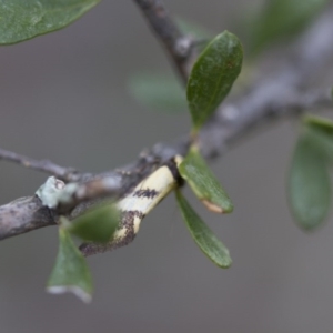 Olbonoma triptycha at Michelago, NSW - 3 Nov 2017 10:19 AM