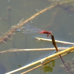 Xanthagrion erythroneurum (Red & Blue Damsel) at QPRC LGA - 26 Nov 2016 by roymcd