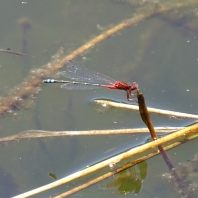 Xanthagrion erythroneurum (Red & Blue Damsel) at QPRC LGA - 26 Nov 2016 by roymcd