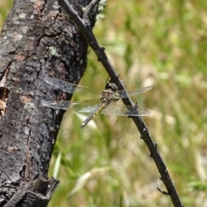 Hemicordulia tau at Burra, NSW - 26 Nov 2016