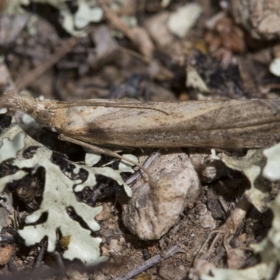 Faveria tritalis (Couchgrass Webworm) at Michelago, NSW - 3 Nov 2017 by Illilanga