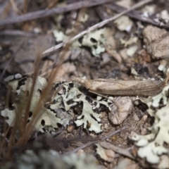 Faveria tritalis at Michelago, NSW - 3 Nov 2017