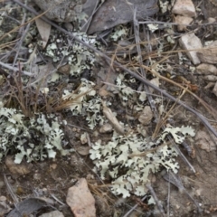 Faveria tritalis at Michelago, NSW - 3 Nov 2017 10:35 AM