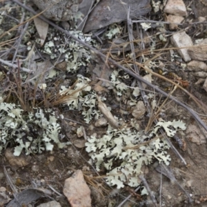 Faveria tritalis at Michelago, NSW - 3 Nov 2017